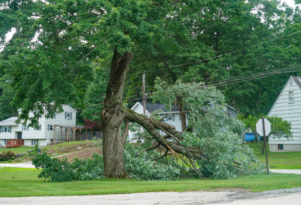 Best Dead Tree Removal  in USA